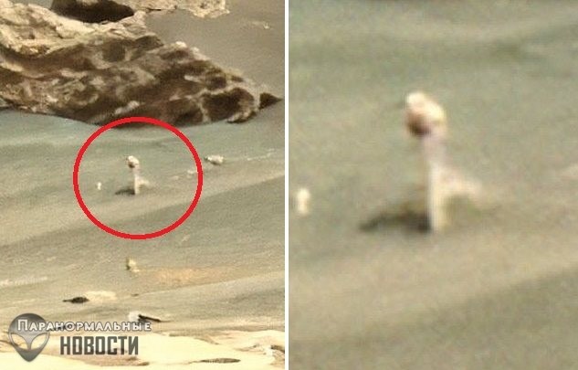 Гриб, червяк или цветок? На фото с Марса нашли новый странный объект