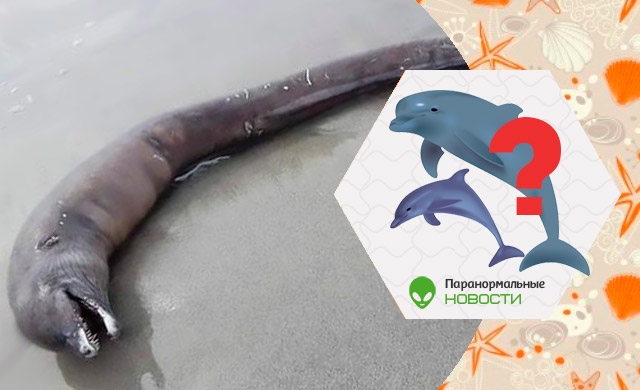 На берег Мексики выбросило странного и безглазого угря-дельфина