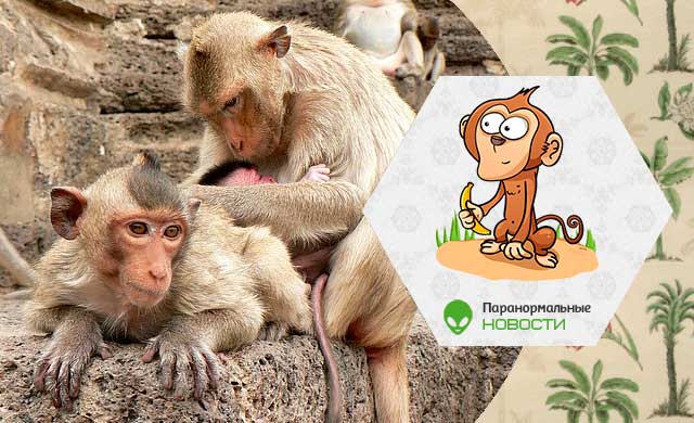 Сотни голодных обезьян наступают на тайские города, их больше некому кормить