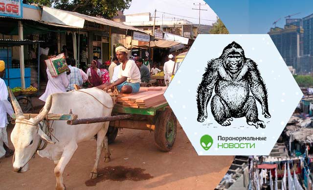 Жители пяти городов Индии сообщают о загадочном человеке-обезьяне