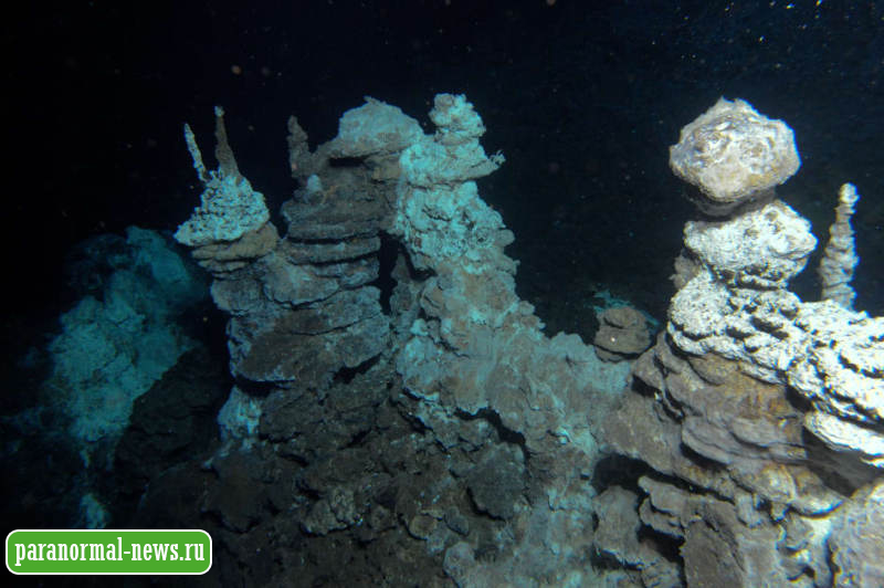 На дне океана обнаружена странная хламидийная «бомба»
