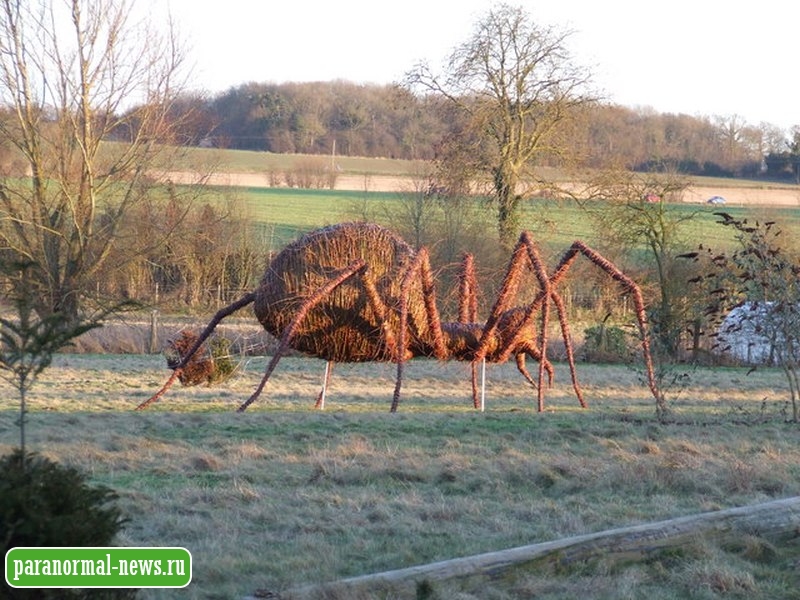 В некоторых странах люди видят загадочных огромных пауков