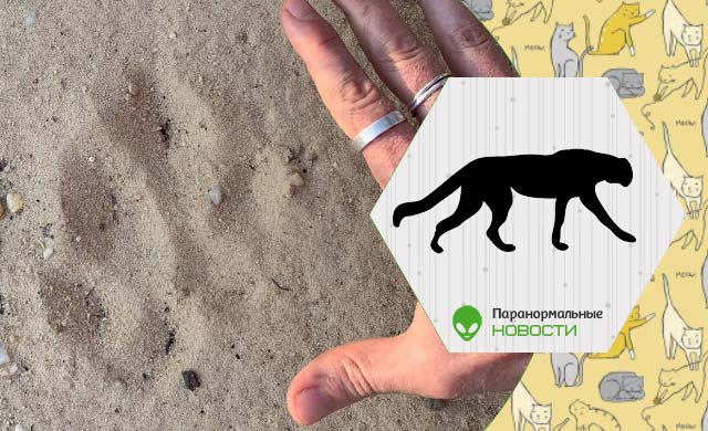 В австралийском заповеднике нашли отпечаток лапы огромной кошки