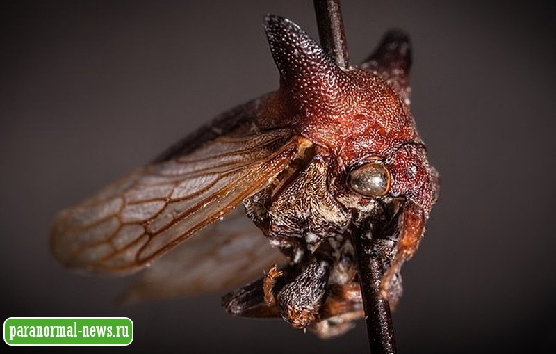 В Никарагуа открыли новое насекомое, которое выглядит как что-то внеземное