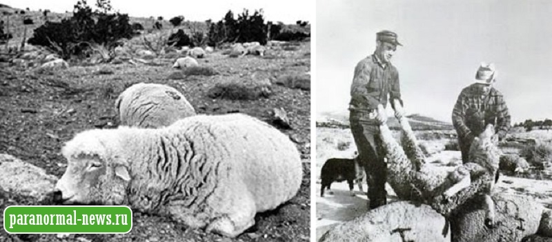 Испытание биологического оружия? Загадка массовой смерти тысяч овец в штате Юта