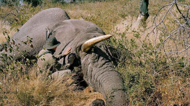 В Ботсване загадочный мор слонов: За месяц погибло 170 животных и никто не знает причины