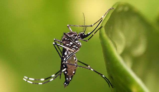 750 миллионов ГМО-комаров выпустят во Флориде