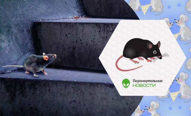 В США обнаружили крыс-каннибалов, возникших из-за эпидемии коронавируса (+ видео)