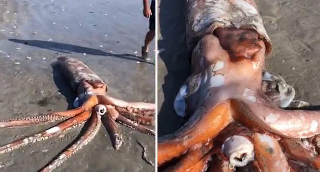 4-метрового кальмара выбросило на пляж ЮАР (+ видео)