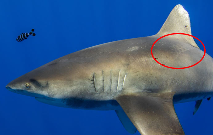 На спине акулы увидели шрамы от присосок гигантского кальмара