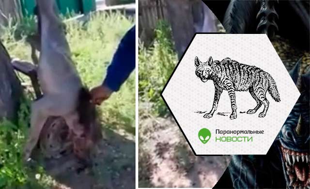 В Румынии убили чупакабру, похожую на гиену (+ видео)