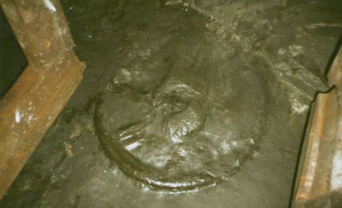 В Донецкой шахте нашли колесо возрастом 300 миллионов лет