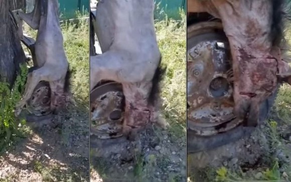 В Румынии убили чупакабру, похожую на гиену (+ видео)