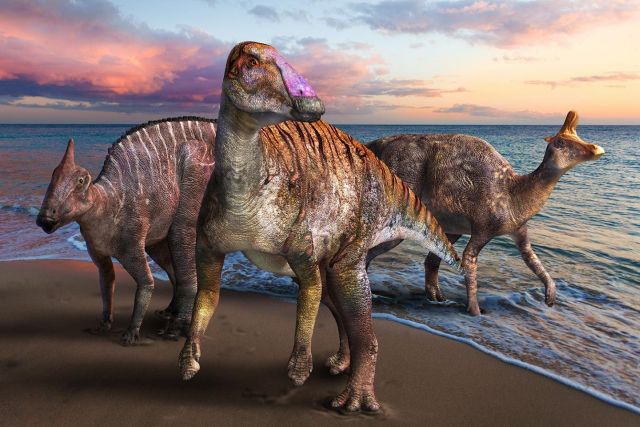 В костях гадрозавра сохранились белки и останки эритроцитов