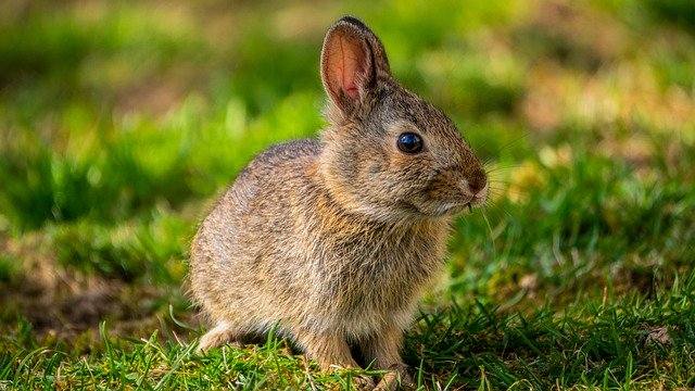 На юго-западе США тысячи кроликов умирают от вируса, прозванного заячьей эболой