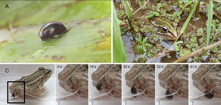 Японские жуки могут пройти через кишечник лягушки и живыми вылезти из заднего прохода