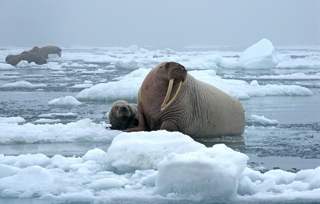 Загадочный шум Нунавут, из-за которого в этом регионе пропали киты и тюлени