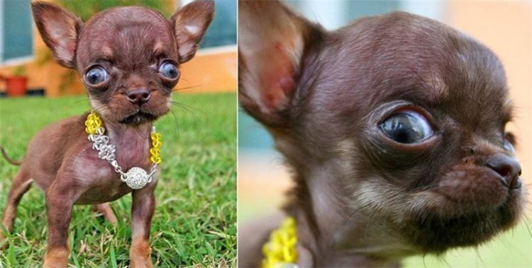 «Какая прелесть! Хочу такую же!»: Самую маленькую собаку в мире клонировали 49 раз