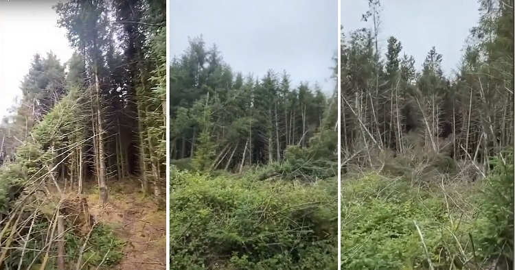 Мужчина обнаружил место посадки НЛО в лесу и услышал странные крики