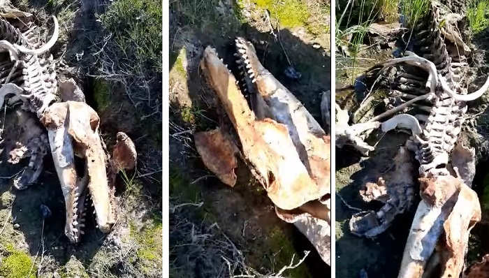 Крокодил или мозазавр? Странный зубастый скелет обнаружили у озера в Тюменской области