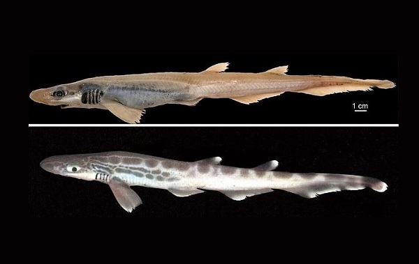 Без кожи и зубов: Возле Сардинии поймали странную акулу-мутанта