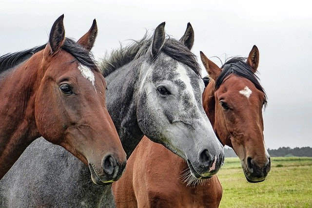 Во Франции вот уже полгода нечто зверски убивает и калечит лошадей