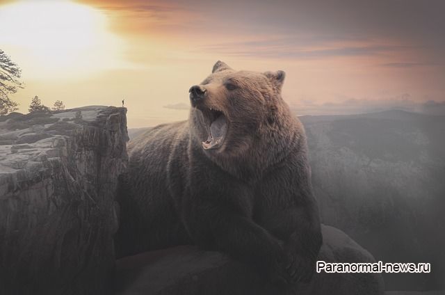 Призрачный медведь Клэпхэмского леса оставляет следы и убивает собак