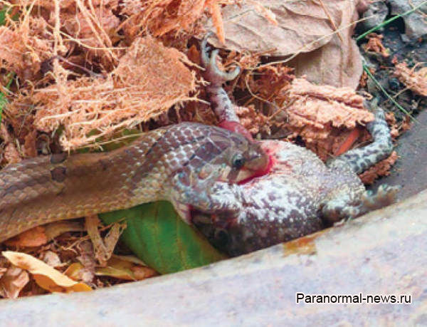 В Таиланде нашли странных змей, которые заживо выедают добычу изнутри