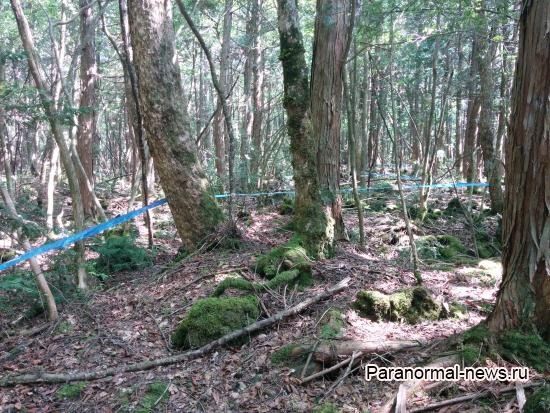 10 тревожных фактов о японском Лесе Самоубийц