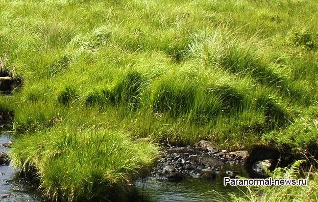 Зловещая Голодная трава из ирландских легенд