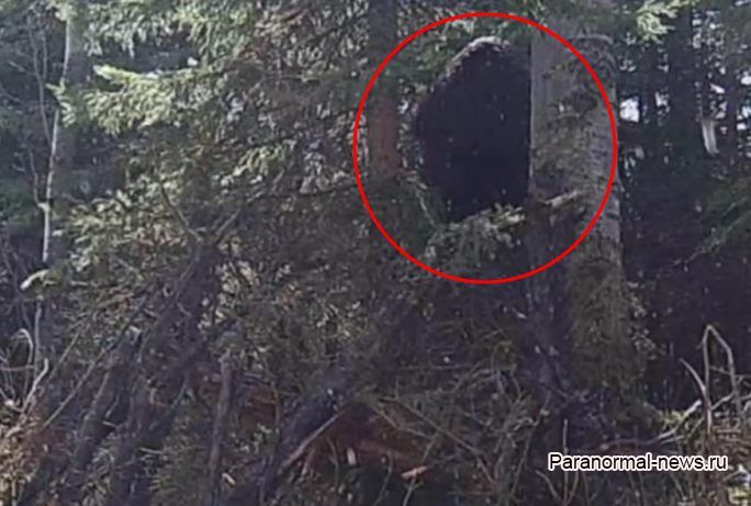 Огромный йети попал на камеру наблюдения за лесными животными