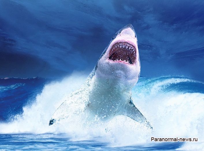 В Австралии акулы поставили годовой рекорд по убийству людей