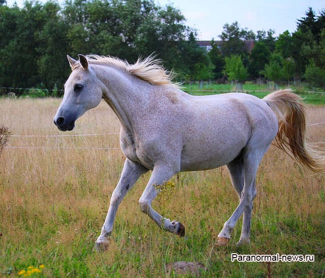 Загадочные увечья лошадей теперь происходят и в Швеции
