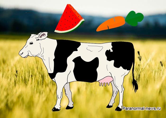В США ученые создают «витаминных» коров, внедряя в их ДНК клетки моркови и арбуза