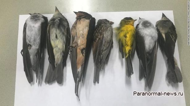 В Нью-Мексико миллионы птиц замертво упали с неба