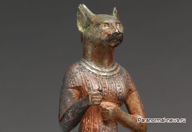 Кошки возненавидели мужчину из-за проклятия египетской богини