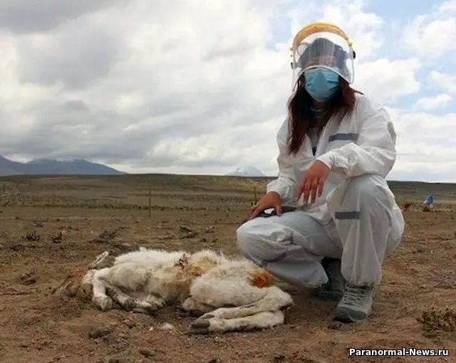 В Чили неизвестное существо убило 50 лам и альпак, высосав из них кровь