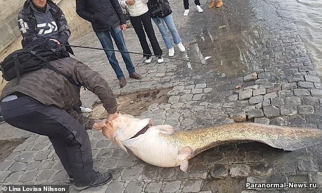 В центре Парижа из реки выловили сома, размером с человека