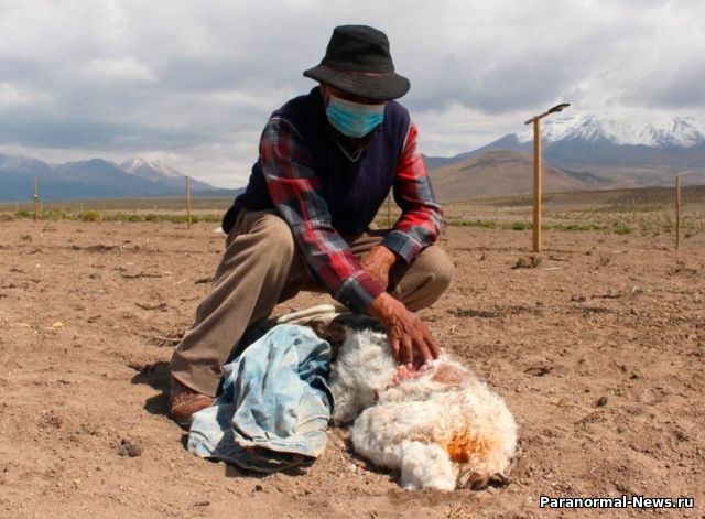 В Чили неизвестное существо убило 50 лам и альпак, высосав из них кровь