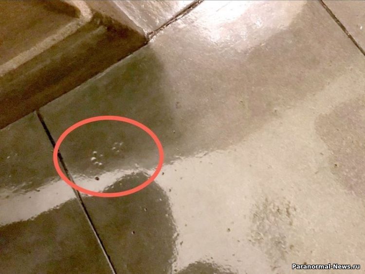 Легенда о призрачном коте - предвестнике несчастий, живущем в подземельях Капитолия США