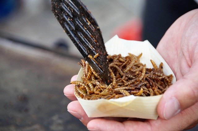 Европа впервые одобрила мучных червей как безопасную и полезную пищу для людей