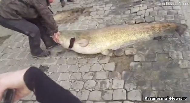 В центре Парижа из реки выловили сома, размером с человека