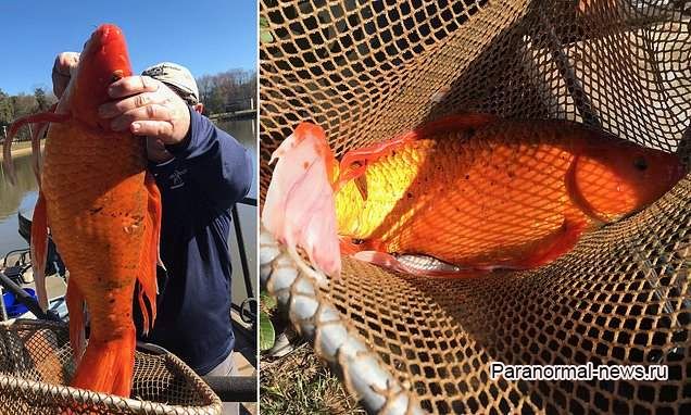 В Южной Каролине поймали 40-сантиметровую золотую рыбку, выпущенную 11 лет назад из аквариума