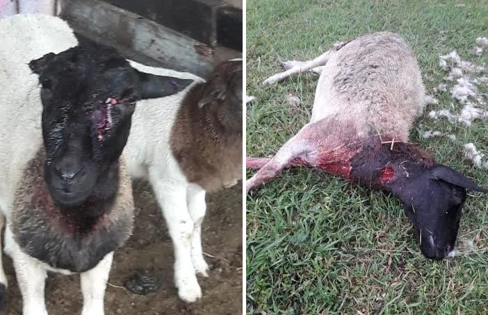 В Мексике чупакабра убила 18 овец