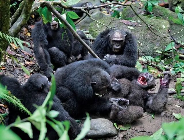 Жуткая история о Гражданской войне шимпанзе