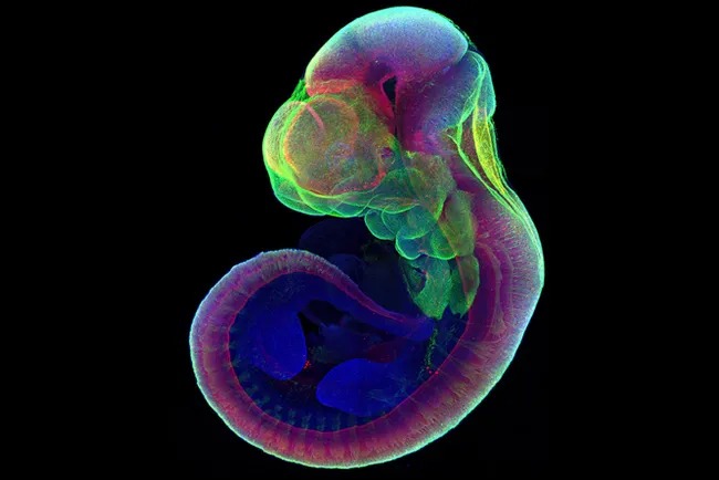 Ученые вырастили мышиные эмбрионы вне матки