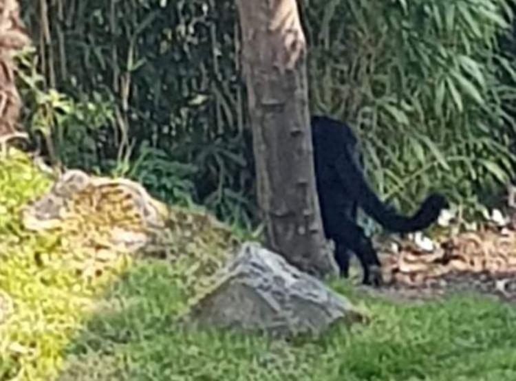 В Чешире люди стали все чаще видеть огромных черных кошек 