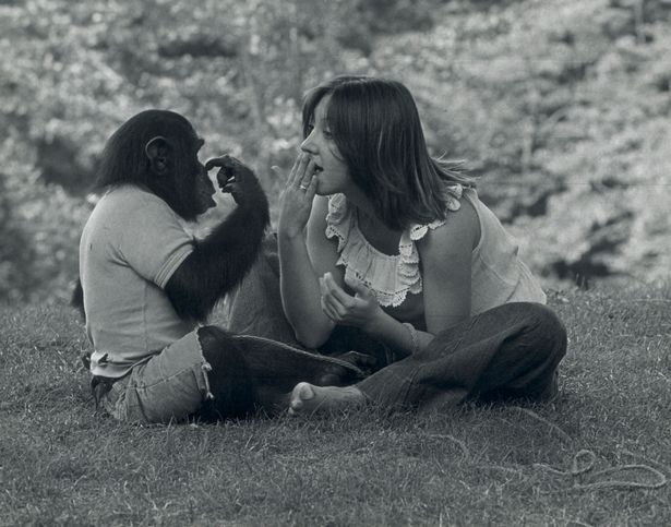 Трагическая история шимпанзе, которого пытались научить быть человеком
