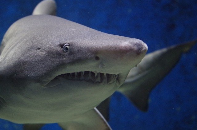 Кто истребил почти всех акул 19 млн лет назад? Ученые не знают ответа