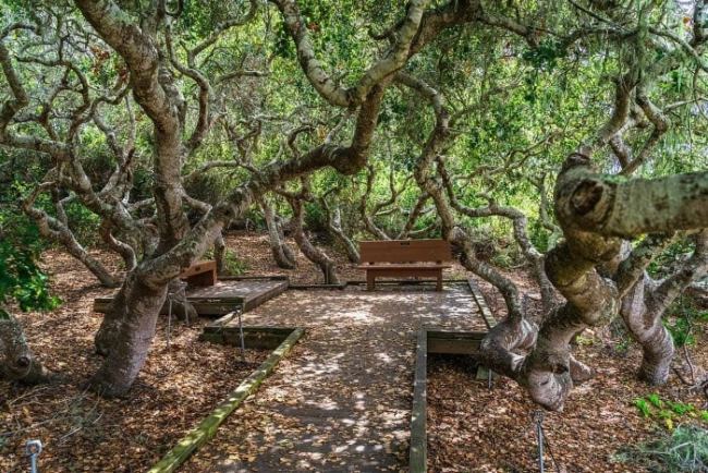 Обряды с жертвоприношениями, ведьма и дети-призраки: Тайны Эльфийского леса в округе Сан-Диего